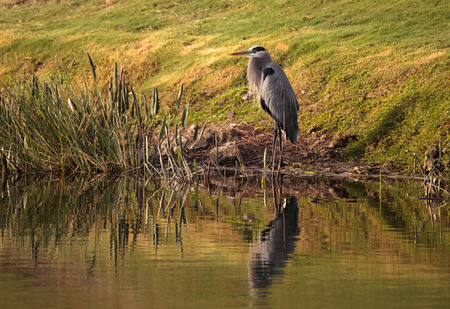 Great blue heron bird, Ardea herodias, in the wild, foraging in a marsh at the Fred C. Babcock and Cecil M. Webb Wildlife Management Area in Punta Gorda, Floridaの写真素材