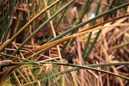Female red winged blackbird Agelaius phoeniceus perches in a swamp in Naples, Florida