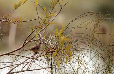 Yellow rumped warbler Setophaga coronata perches on a branch in Naples, Floridaの写真素材