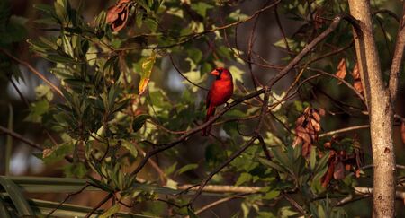 Male red Northern cardinal bird Cardinalis cardinalis perches on a tree in Naples, Florida