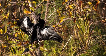 Male Anhinga bird called Anhinga anhinga and snakebird in the Corkscrew Swamp Sanctuary in Naples, Floridaの写真素材