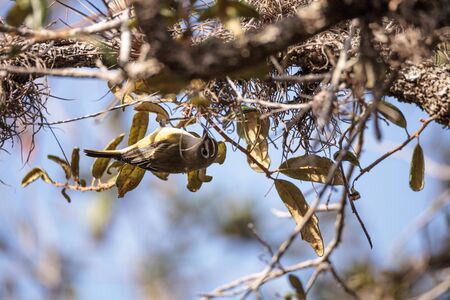 White-eyed vireo bird Vireo griseus with yellow sides perches on a tree branch in Naples, Florida