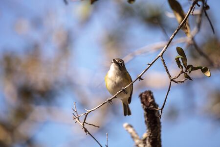 White-eyed vireo bird Vireo griseus with yellow sides perches on a tree branch in Naples, Floridaの写真素材