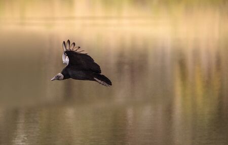 Black vulture Coragyps atratus at the Myakka River State Park in Sarasota, Floridaの写真素材
