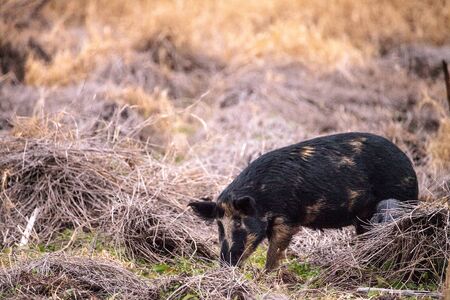 Wild pigs Sus scrofa forage for food in the wetland and marsh at the Myakka River State Park in Sarasota, Florida, USAの写真素材
