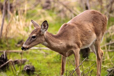 White-tailed deer Odocoileus virginianus forages for food in the wetland and marsh at the Myakka River State Park in Sarasota, Florida, USAの写真素材