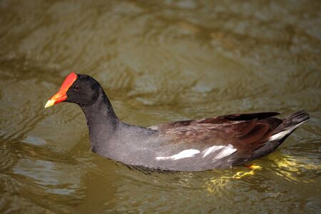 Common Moorhen Gallinula chloropus in the marsh at Lakes Park in Fort Myers, Florida