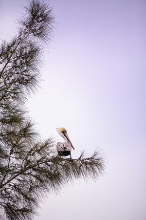 Brown pelican called Pelecanus occidentalis perches in a tree at Lakes Park in Fort Myers, Floridaの写真素材