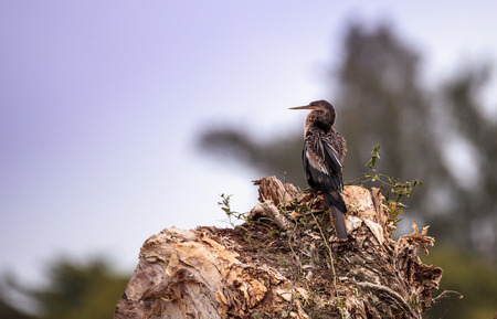 Anhinga bird called Anhinga anhinga in the marsh at Lakes Park in Fort Myers, Florida
