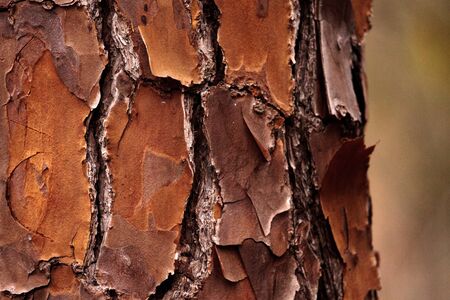Pine Tree bark background on texture on a pine tree