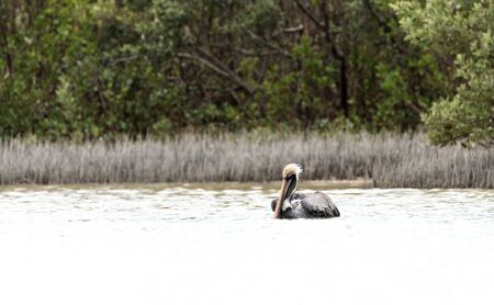 Brown pelican Pelecanus occidentalis in a marsh on Marco Island, Florida in winterの写真素材