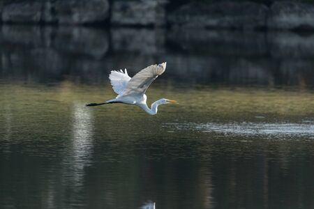 Flying great egret Ardea alba spreads its white wings and soars over a marsh in Marco Island, Floridaの写真素材