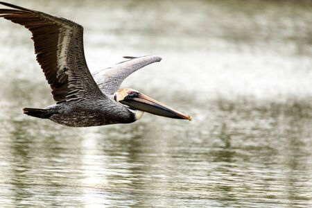 Brown pelican Pelecanus occidentalis in a marsh on Marco Island, Florida in winterの写真素材