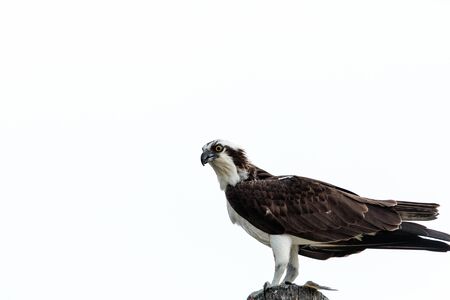 Osprey bird Pandion haliaetus perches in its nest high above a marsh in the Ding Darling National Refuge on Sanibel Island, Floridaの写真素材
