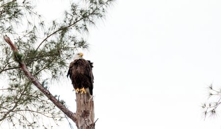 Adult bald eagle Haliaeetus leucocephalus stands guard near his nest on Marco Island, Florida in the winter.の写真素材