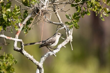 Common mockingbird Mimus polyglottos perches in a bush in Marco Island, Florida