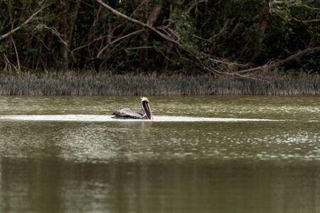 Brown pelican Pelecanus occidentalis in a marsh on Marco Island, Florida in winter