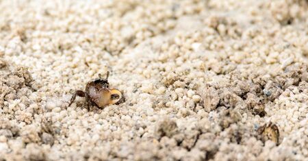 Fiddler crab Uca panacea comes out of its burrow in the marsh area before Tigertail Beach on Marco Island, Florida