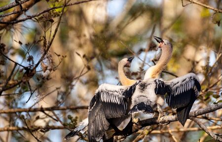 Two Juvenile Anhinga birds called Anhinga anhinga and snakebird spar near the nest in the Corkscrew Swamp Sanctuary in Naples, Floridaの写真素材