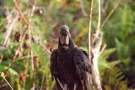 American Black vulture Coragyps atratus at the Myakka River State Park in Sarasota, Floridaの写真素材