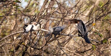Male Anhinga bird called Anhinga anhinga and snakebird feeds a month old juvenile near the nest in the Corkscrew Swamp Sanctuary in Naples, Floridaの写真素材