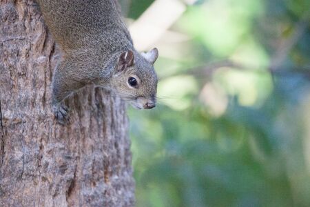 Fat eastern gray squirrel Sciurus carolinensis forages for food in a tree in Naples.