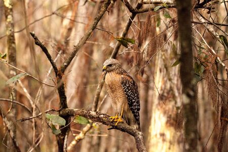 Red shouldered Hawk Buteo lineatus hunts for prey in the Corkscrew Swamp Sanctuary of Naples,...