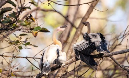 Juvenile Anhinga bird called Anhinga anhinga and snakebird near the nest in the Corkscrew Swamp Sanctuary in Naples, Floridaの写真素材