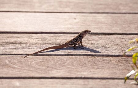 Brown Cuban anole Anolis sagrei perches on a boardwalk in the Ding Darling National Refuge on...