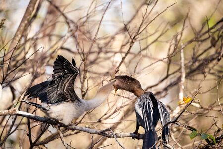 Male Anhinga bird called Anhinga anhinga and snakebird feeds a month old juvenile near the nest in the Corkscrew Swamp Sanctuary in Naples, Floridaの写真素材