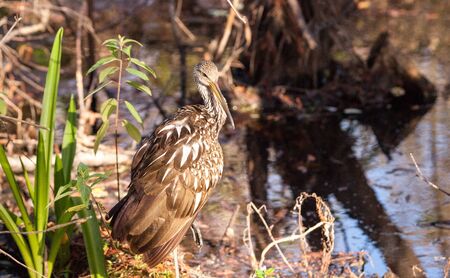 Limpkin wading bird Aramus guarauna in the Corkscrew Swamp Sanctuary of Naples, Floridaの写真素材