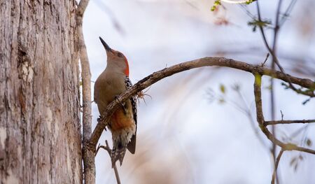 Red-bellied woodpecker Melanerpes carolinus pecks at a tree in Naples.