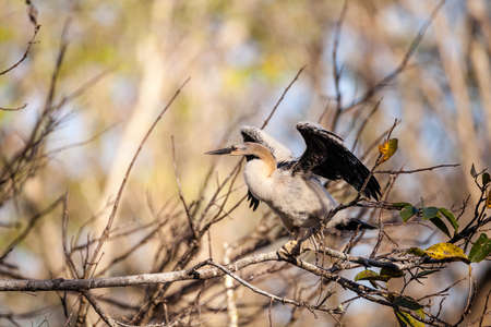 Juvenile Anhinga bird called Anhinga anhinga and snakebird near the nest in the Corkscrew Swamp Sanctuary in Naples, Floridaの写真素材