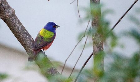 Bright Male Painted Bunting Bird Passerina Ciris Forages For Food