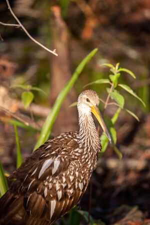 Limpkin wading bird Aramus guarauna in the Corkscrew Swamp Sanctuary of Naples, Floridaの写真素材