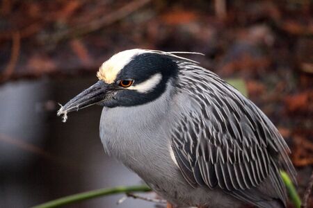 Still Black-crowned night heron shorebird Nycticorax nycticorax hunts in a pond in the Corkscrew Swamp Sanctuary of Naples, Floridaの写真素材