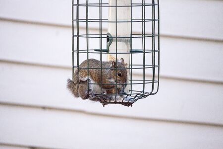 Fat eastern gray squirrel Sciurus carolinensis forages for food as he is crammed into a bird feeder in Naples Floridaの写真素材