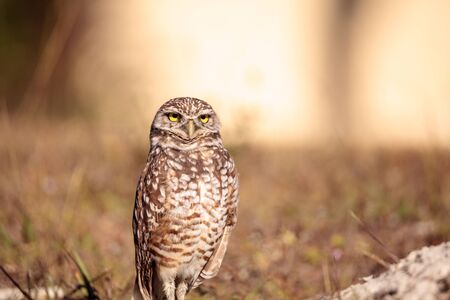 Burrowing owl Athene cunicularia perched outside its burrow on Marco Island, Floridaの写真素材
