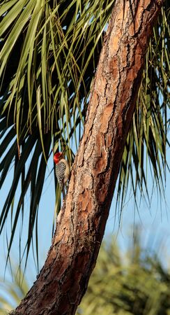 Red-bellied woodpecker Melanerpes carolinus pecks at a palm tree in Naples, Floridaの写真素材