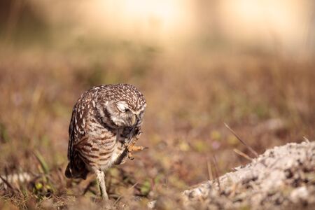 Burrowing owl Athene cunicularia perched outside its burrow on Marco Island, Floridaの写真素材