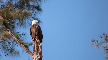 Adult bald eagle Haliaeetus leucocephalus stands guard near his nest on Marco Island
