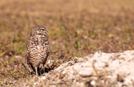 Burrowing owl Athene cunicularia perched outside its burrow on Marco Island, Floridaの写真素材
