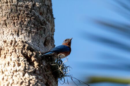 Eastern bluebird Sialia sialis perches on a pine tree in Naples, Floridaの写真素材