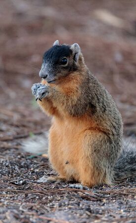 Eastern Fox squirrel Sciurus niger raids a birdfeeder in Naples, Floridaの写真素材
