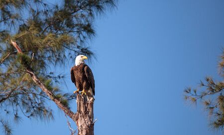 Adult bald eagle Haliaeetus leucocephalus stands guard near his nest on Marco Island, Florida in the winter.の写真素材