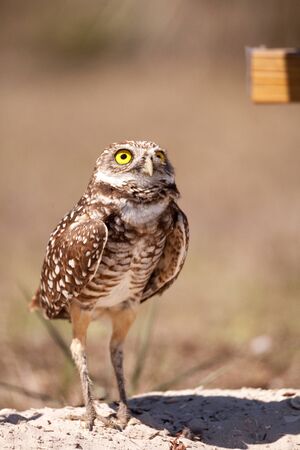 Burrowing owl Athene cunicularia perched outside its burrow on Marco Island, Floridaの写真素材