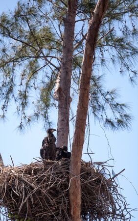 Juvenile bald eagle birds Haliaeetus leucocephalus in a nest on Marco Island, Florida in the winter.の写真素材