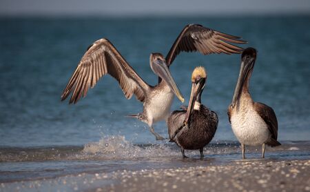 Brown pelican bird Pelecanus occidentalis swimming and flying around Clam Pass in Naples, Floridaの写真素材
