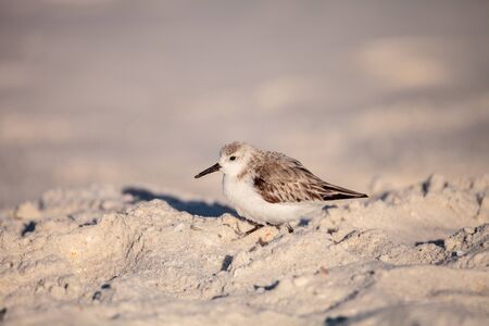 Sanderling shorebird Calidris alba along the shore of Clam Pass in Naples, Florida in the morning.の写真素材