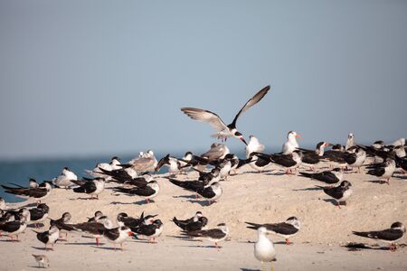 Flock of black skimmer terns Rynchops niger on the beach at Clam Pass in Naples, Floridaの写真素材